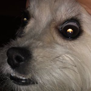 Meet your Posher, Alfredo